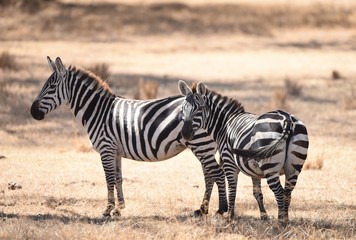 Fototapeta na wymiar zebra family in africa