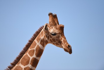 portrait of giraffe