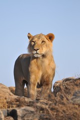 Young male lion in Kenya
