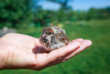 cute chubby little rescued chick Sparrow sitting in the caring hands of a girl in a Sunny garden
