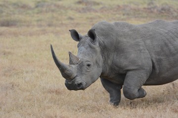 Obraz premium Rhino in Kenya