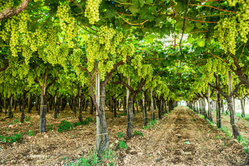 Fototapeta na wymiar Large ripe clusters of white table grapes on the vine.