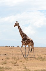 giraffe in africa