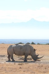 Fototapeta premium Rhino with Mt.Kenya