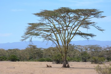 Obraz premium Lion in Kenya