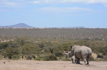 Rhino in Kenya