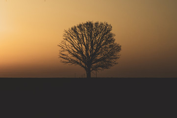 Silhouette of a lonely tree at sunset. sun setting behind the forest