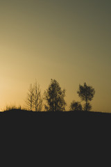 Silhouette of the trees at sunset. sun setting behind the forest