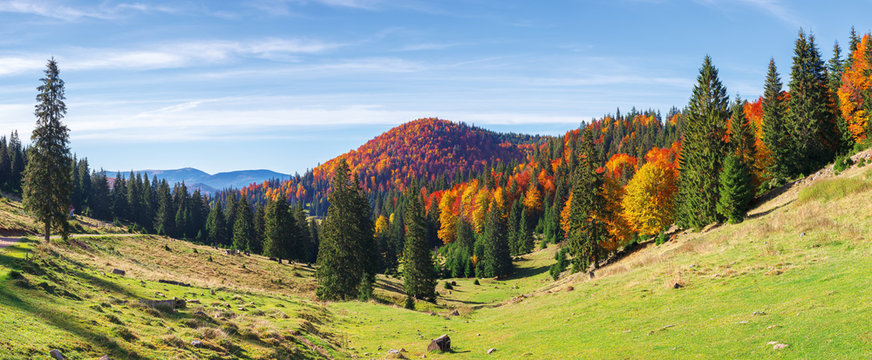 apuseni natural park in autumn. amazing morning panorama of varasoaia meadow, bihor, romania. forest on the mountain in fall color. spruce trees in the valley. sunny weather with high clouds.
