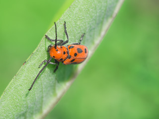 Ladybug on Leaf Orange Beetle on Green Leaf Isolated