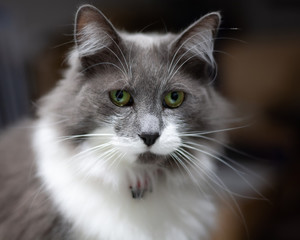 Close up of grey and white cat