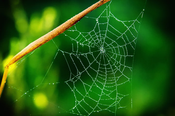 background spider web in morning dew drops on green grass. sun glare