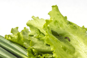 A slug or snail eating the fresh lettuce leaf.