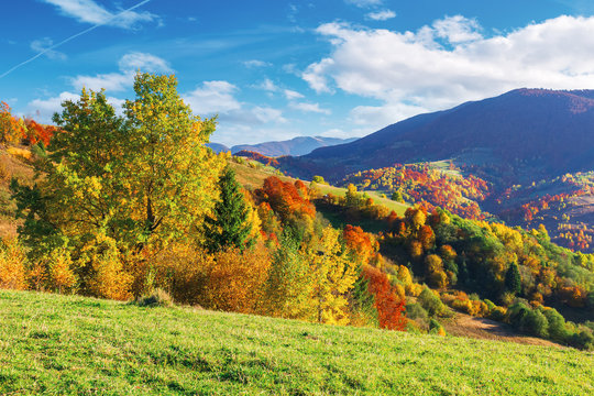 wonderful autumn scenery in mountains. trees in fall colorful foliage on the grassy meadow and hills. clouds on the blue sky above the distant ridge. wonderful october afternoon weather.