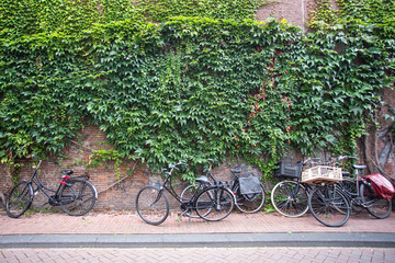 Fototapeta na wymiar street scene from Amsterdam with bicycles against ivy covered brick wall