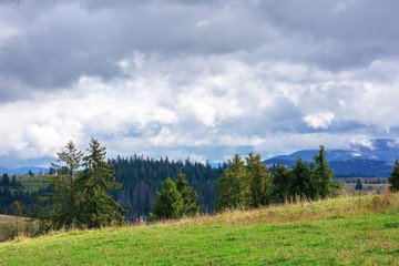 spruce forests on rolling hills. september weather with cloudy sky. mountain ridge in the distance. grassy meadow