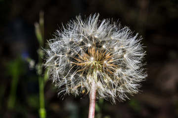 dandelion on green background of grass