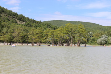 cypress lake