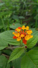 red flower in the garden