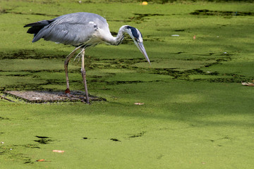 Belgium heron