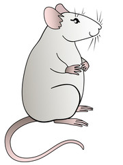 A cute fat gray rat is sitting. The symbol 2020 is a rat. Decorative rat - lovely pet - vector illustration.