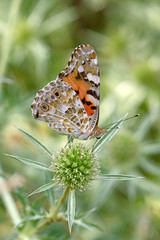 Distelfalter (Vanessa cardui) - painted lady