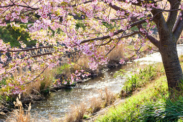 Naklejka na ściany i meble cherry blossom and small river - Japanese Sakura