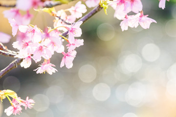 cherry blossom - Japanese Sakura