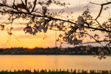 sakura blossom at sunset - Shizuoka, Japan