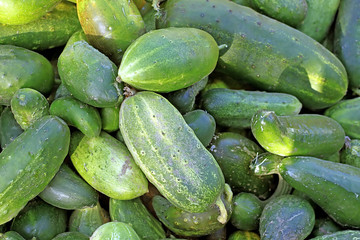 Cucumbers. Cucumber harvest. Many green cucumbers. Cucumber background