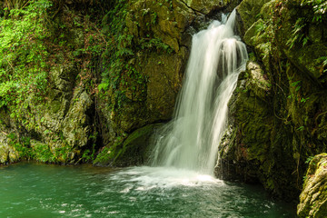 Fototapeta na wymiar waterfall in forest - Shizuoka, Japan