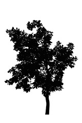 Fototapeta premium tree silhouettes beautiful isolated on white background