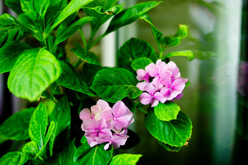 Obraz na płótnie Canvas Hydrangea Pink Flower Petals. Botanical background