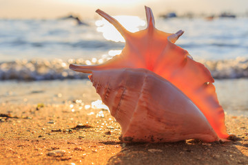 shell on the beach