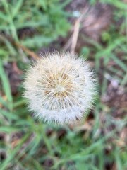 dandelion in grass