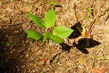 start growing on wasteland