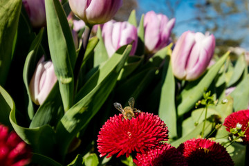 tulips in the garden