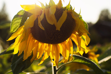 sunflower  bent under weight of Mature seeds