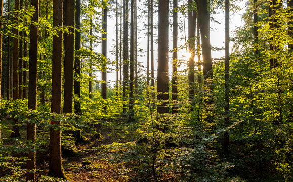 Sunlight in a Mixed forest, Bavaria, Germany