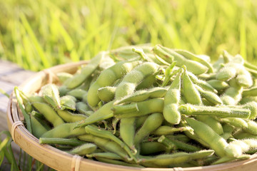 収穫した枝豆
