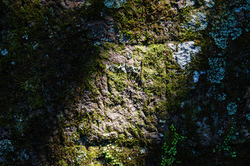moss and brick stone - Japanese castle