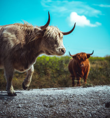 Highland cows in field