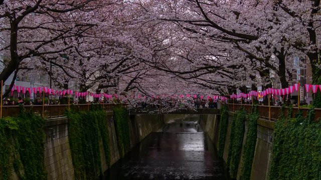 4k Time lapse of Cherry blossom festival in full bloom at Meguro River . Meguro River is one of the best place to enjoy it