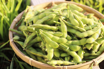 収穫した枝豆