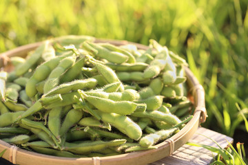 収穫した枝豆