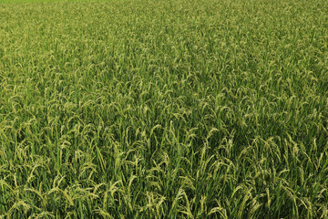 水田のイメージ,rice field