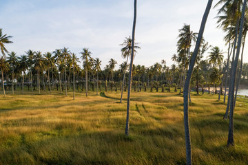 Fototapeta na wymiar Aerial view Drone shot of Coconut palm Trees