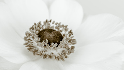 white flower anemone minimal flower background