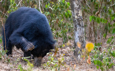 Sri Lankan Slot Bear found in Yala and Wilpattu National Parks