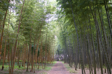 宇都宮市　若山農場の孟宗竹と金明孟宗竹